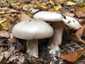 Szürke tölcsérgomba (Clitocybe nebularis), Börzsöny. Szürkés színű, vastag húsú, közepén enyhén púpos kalap